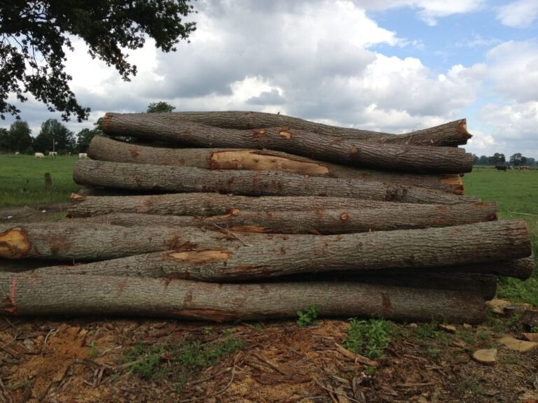 Robinia Wood UK A Complete Guide to One of Britain’s Most Durable Hardwoods