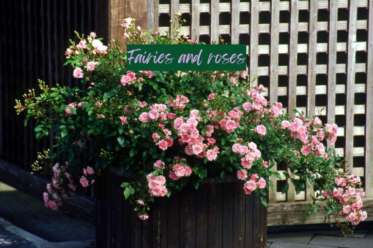 Fairies and Roses A Magical World of Nature Beauty and Imagination